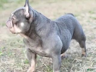 French Bulldog dogs Sage - Ad 23