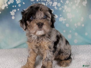 Cockapoo dogs Chloe - Ad 3