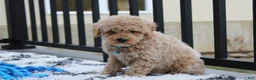 Bichpoo dogs for sale: Travis - Ad 6