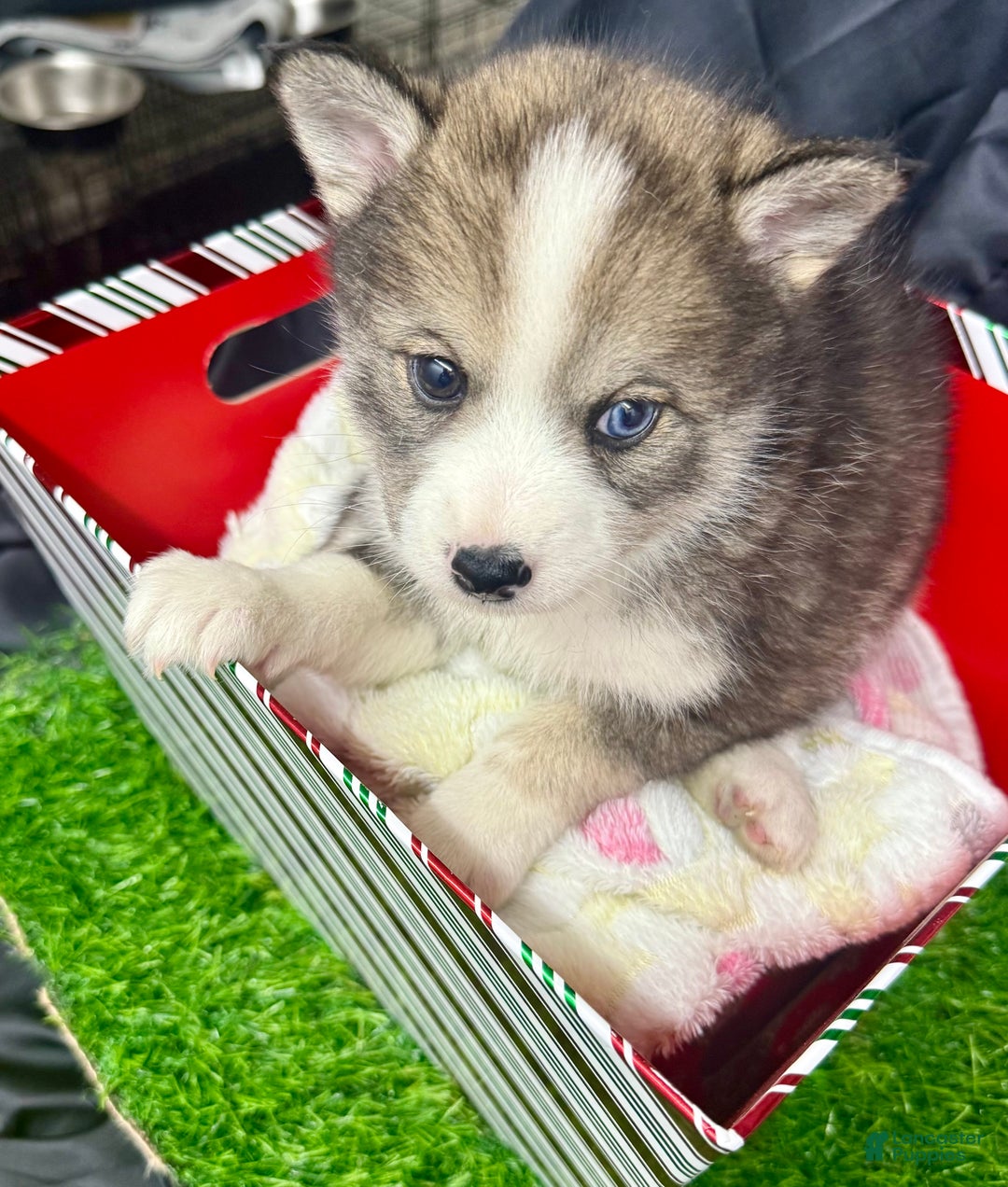 Mixed Breed dogs for sale: Cocoa - Ad 10