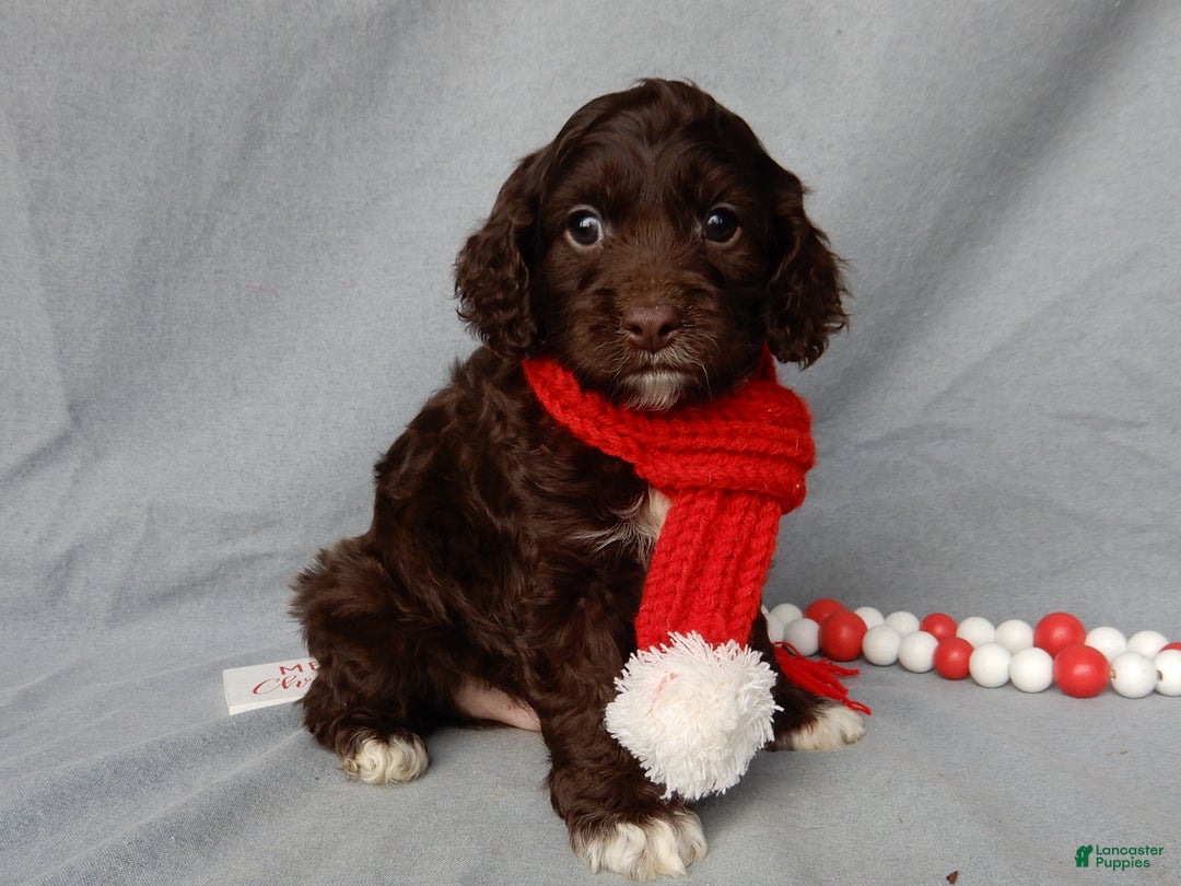 Cockapoo dogs for sale: Lucky - Ad 4