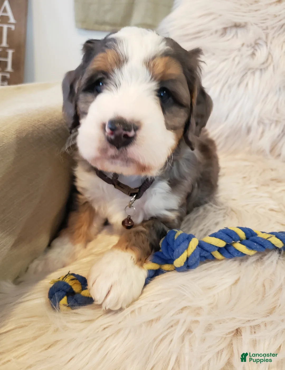 Mini Bernedoodle dogs for sale: Monty - Ad 7