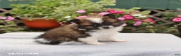 Pomeranian dogs for sale: Muffin - Ad 4