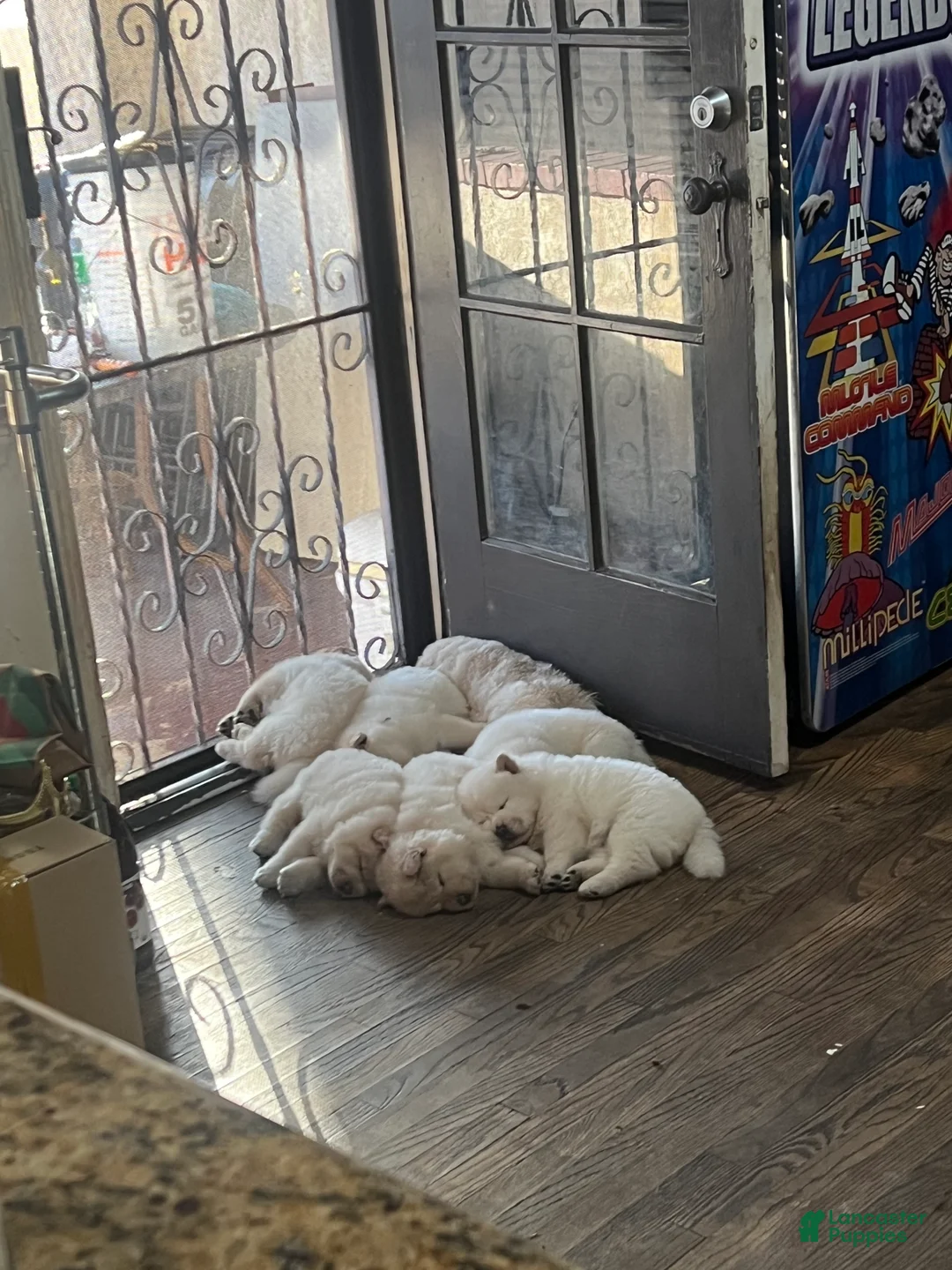 Chow Chow dogs for sale: Chow Chow Puppy 7 - Ad 1