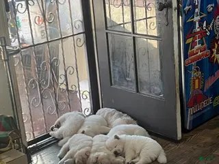 Chow Chow dogs Chow Chow Puppy 7 - Ad 1