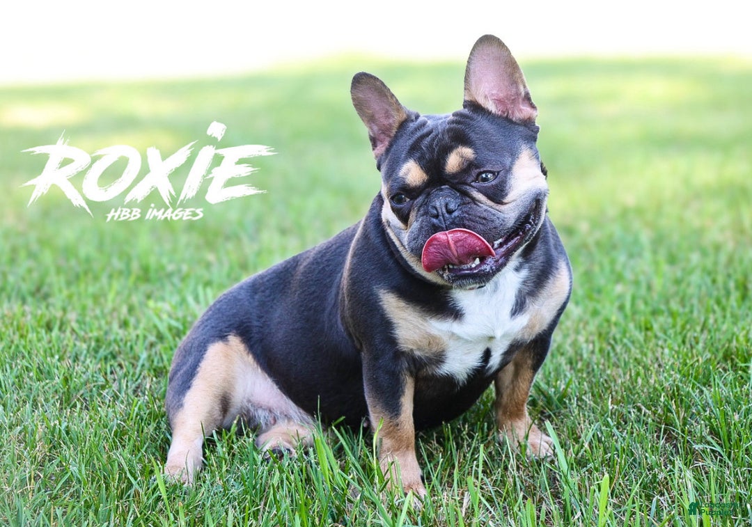 French Bulldog dogs for sale: Ice - Ad 2