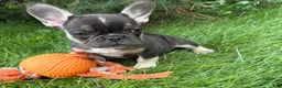 French Bulldog dogs for sale: Kiki - Ad 3