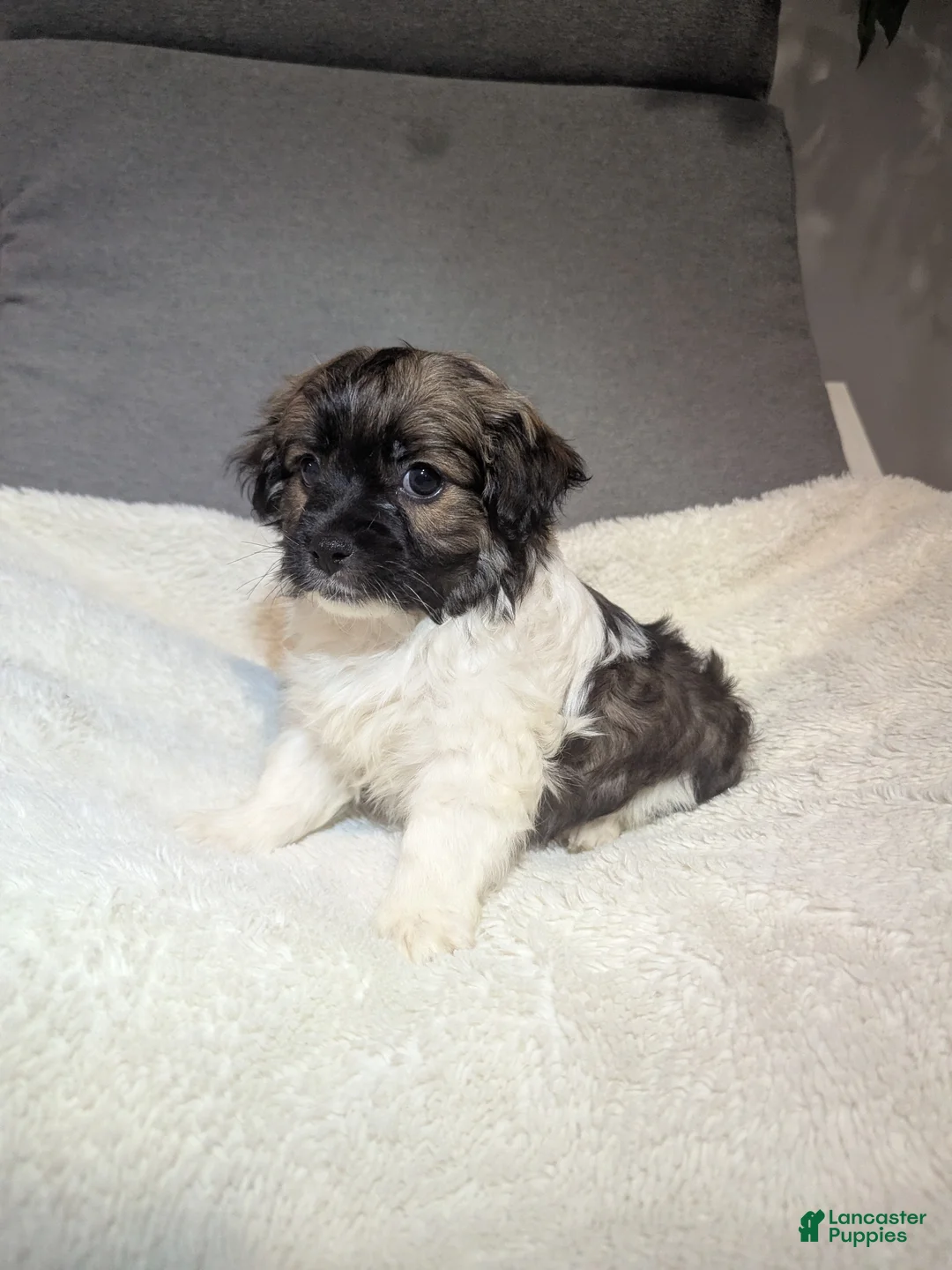 Havanese dogs for sale: Buddy (short haired) - Ad 4