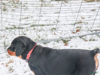 Rottweiler dogs Ellie - Ad 24