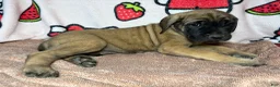 English Mastiff dogs for sale: Ace (Black) - Ad 1