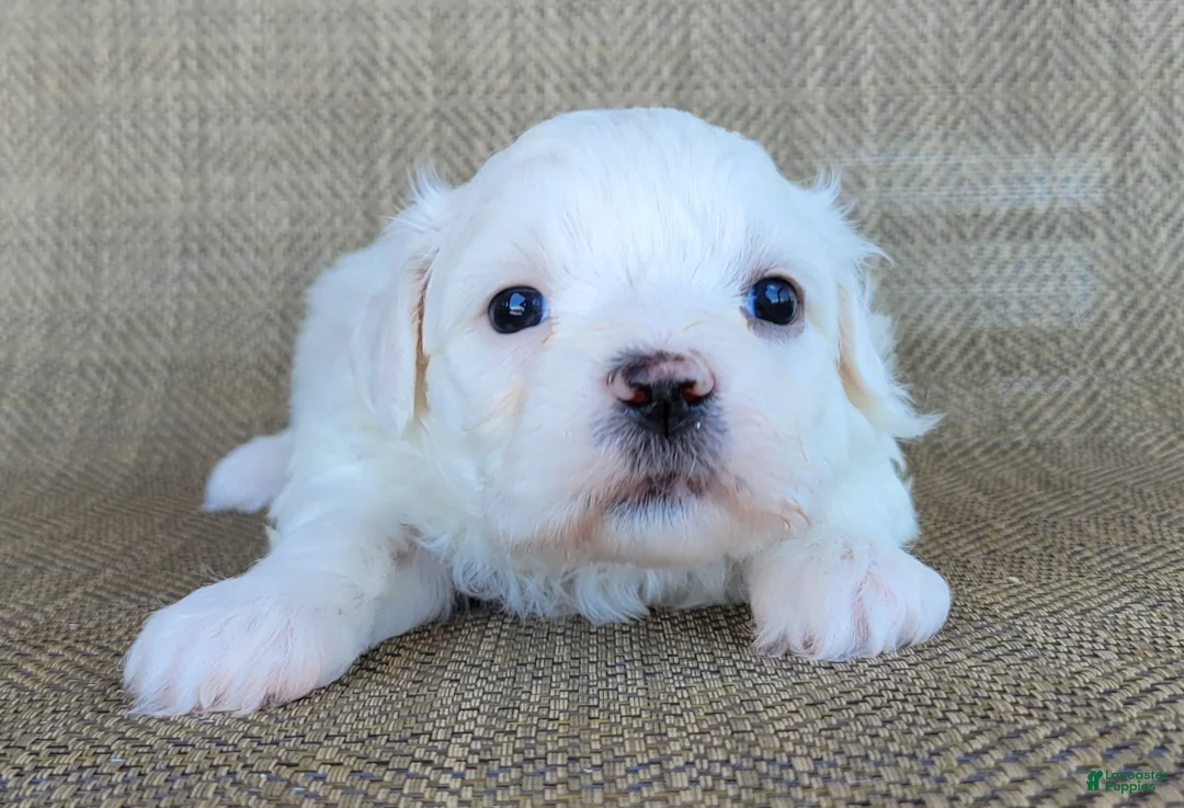 Teddy Bear dogs for sale: Pearl - Ad 4