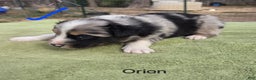 Australian Shepherd dogs for sale: Orion - Ad 3