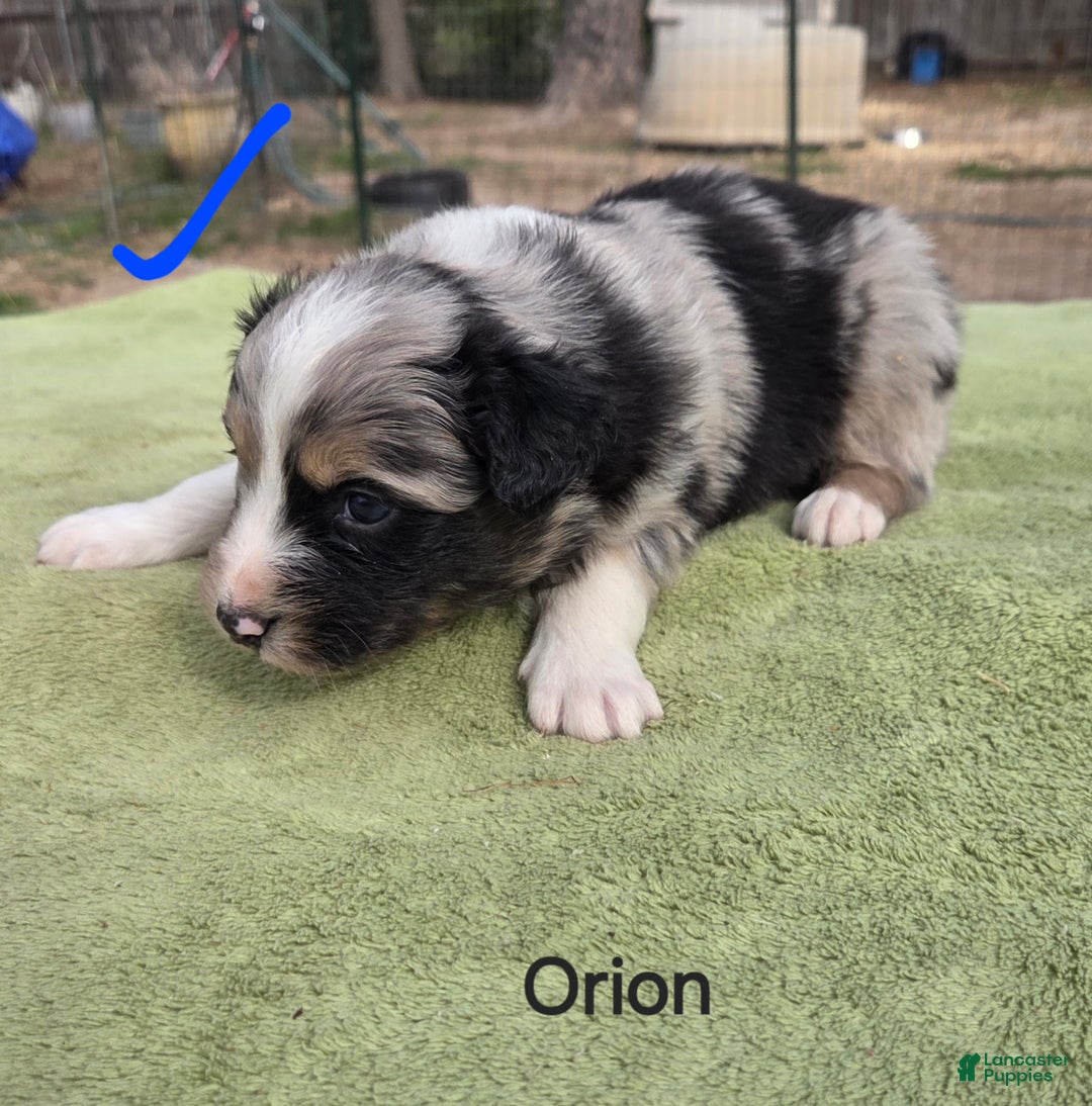 Australian Shepherd dogs for sale: Orion - Ad 3