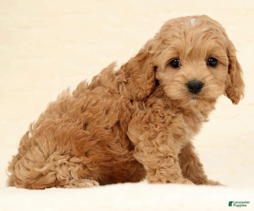 Cockapoo dogs for sale: Bella - Ad 5