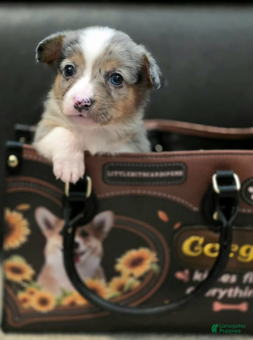 Mixed Breed dogs for sale: Sully - Ad 2