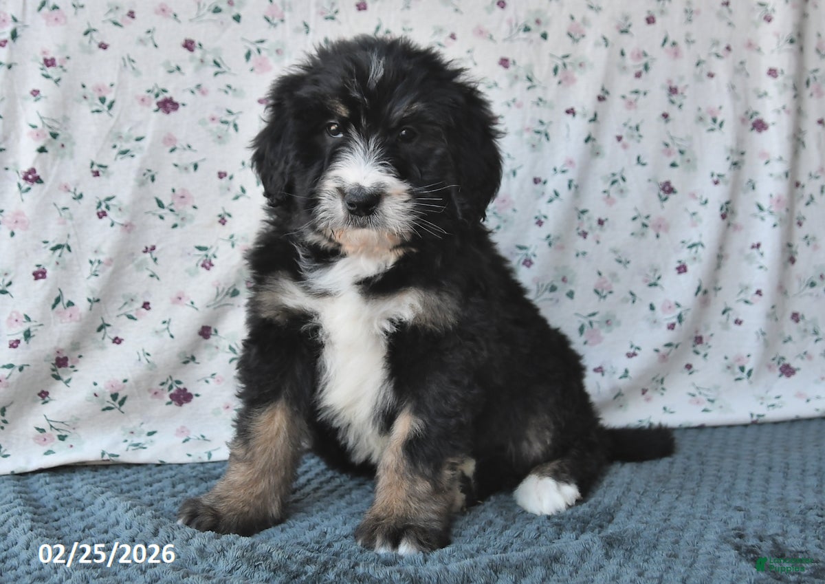 Bernedoodle dogs Bear - Ad 1