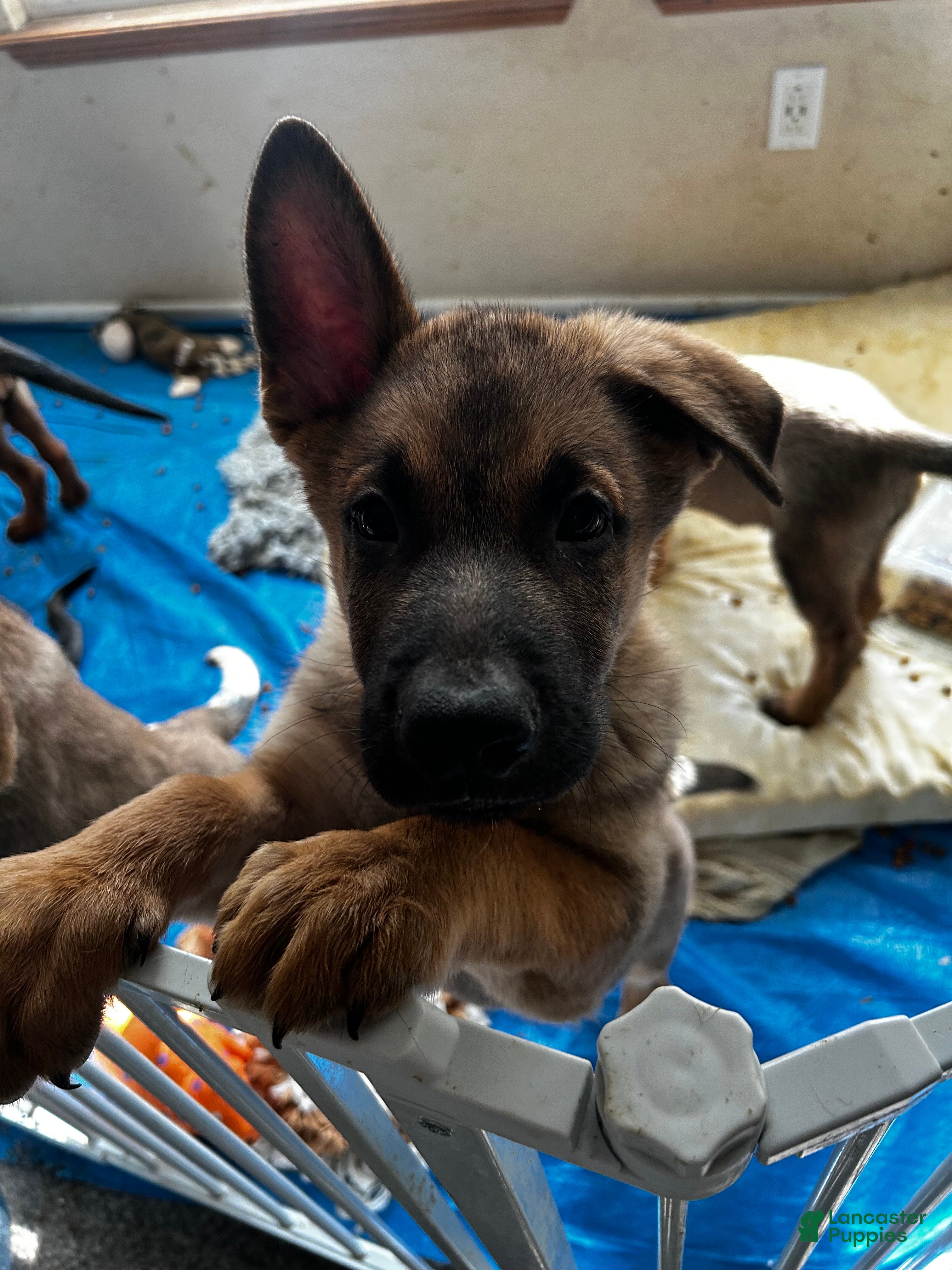 Labrador Retriever Golden Belgian Malinois Discount Belgian Malinois Golden  Retriever Mix Puppy Factory Sale, image size:3024x4032