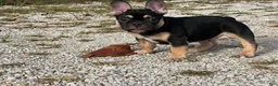 French Bulldog dogs for sale: Flynn  - Ad 15