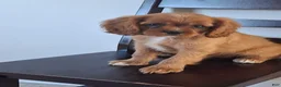 Cavalier King Charles Spaniel dogs for sale: Peanuts - Ad 3
