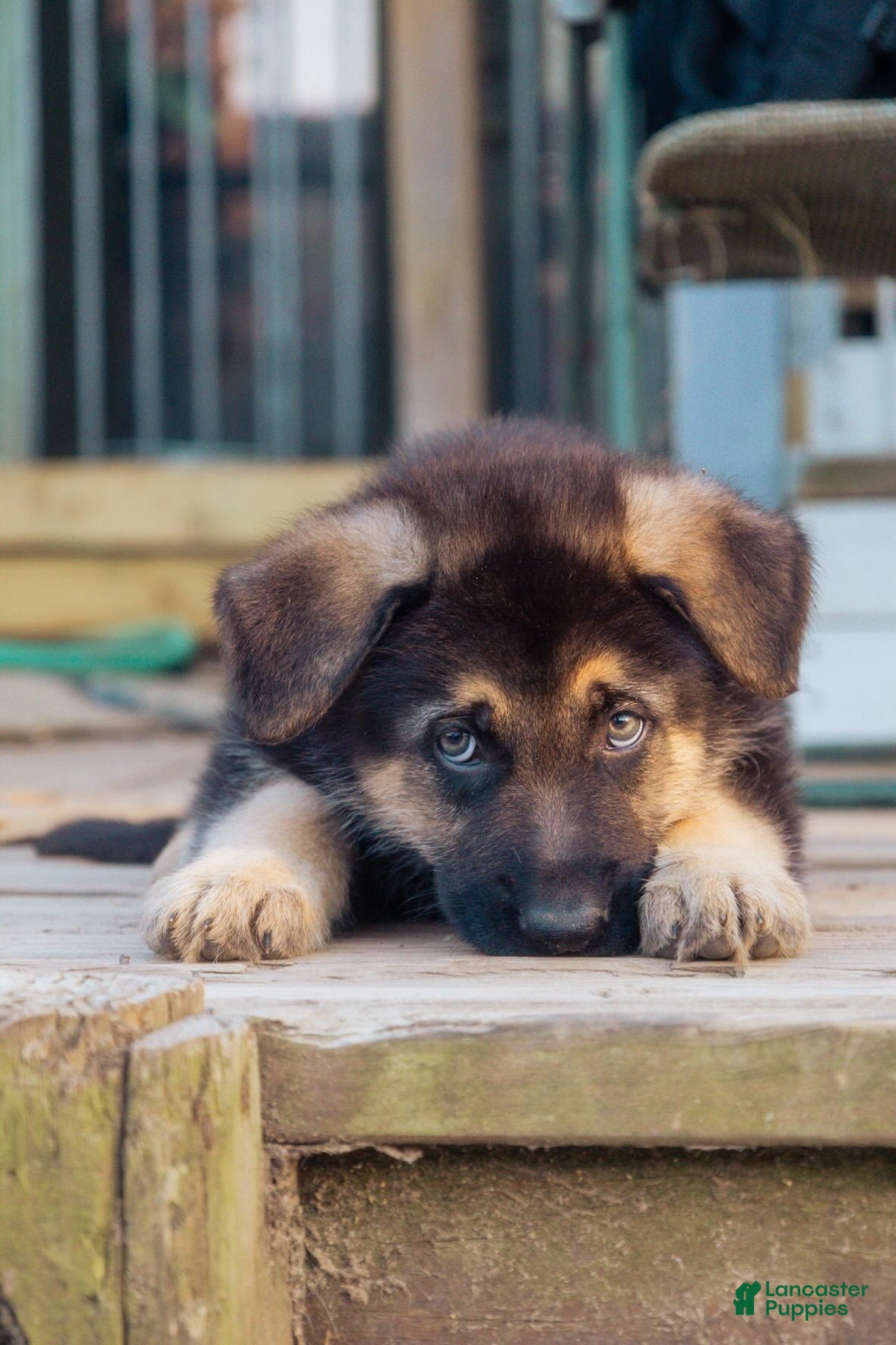 German Shepherd dogs Sarge - Ad 2