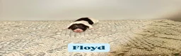 Labradoodle dogs for sale: Floyd - Ad 4