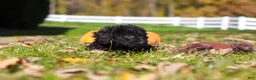 Cavapoo dogs for sale: Vince - Ad 9