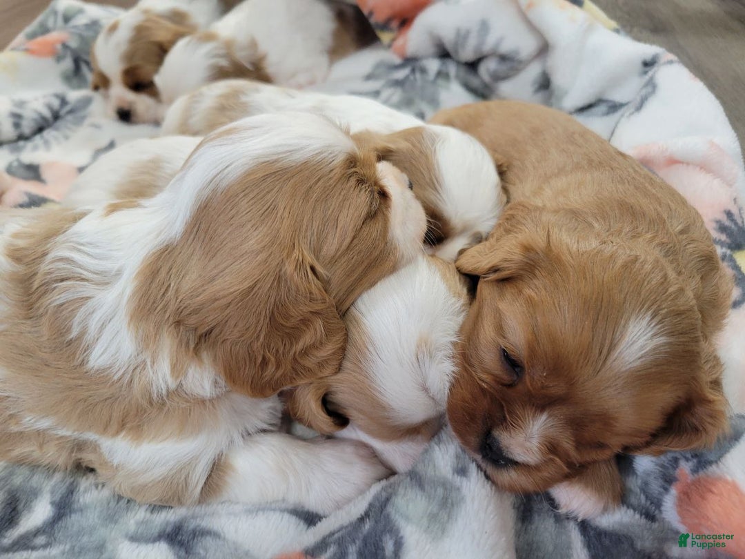 Cavalier King Charles Spaniel dogs for sale: Maddy - Ad 7