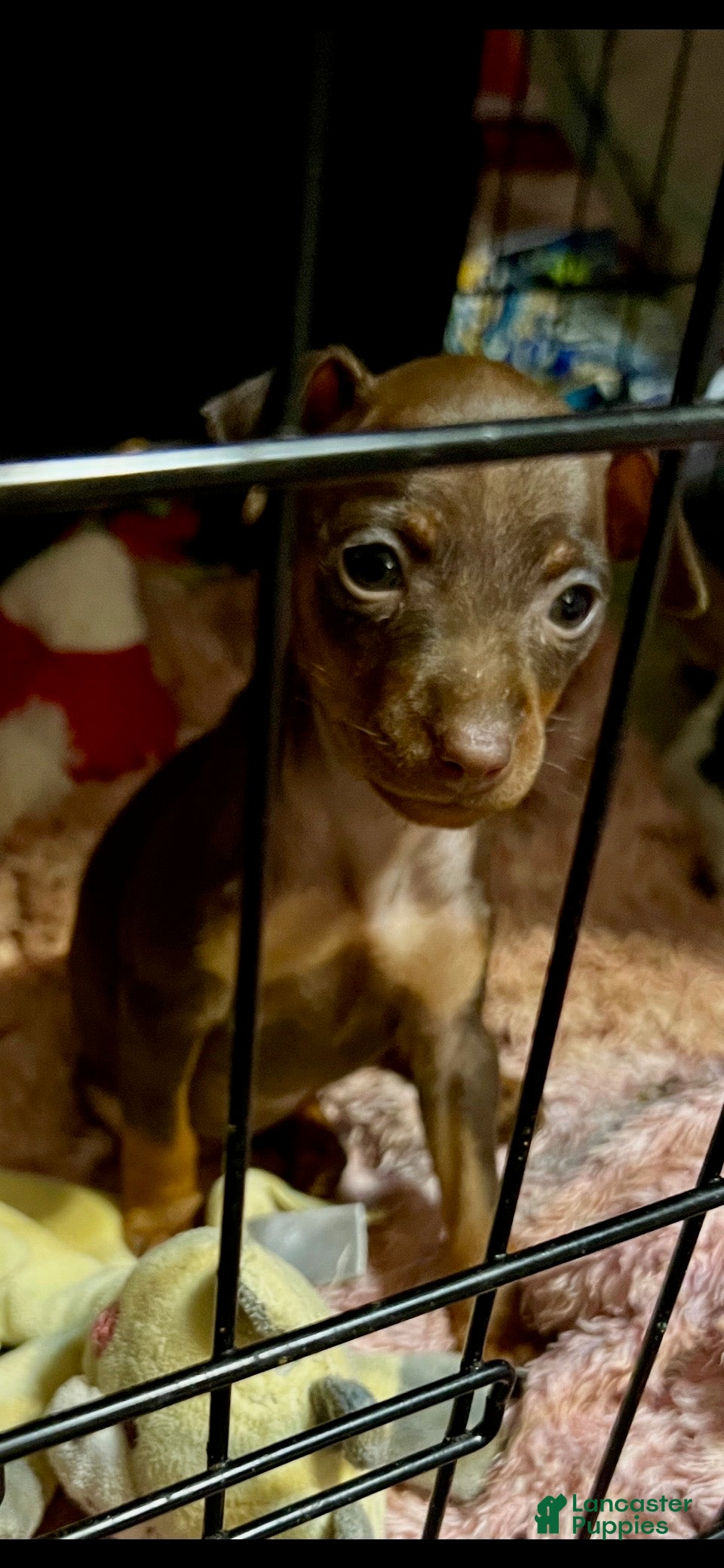 Miniature Pinscher dogs Ruby - Ad 13