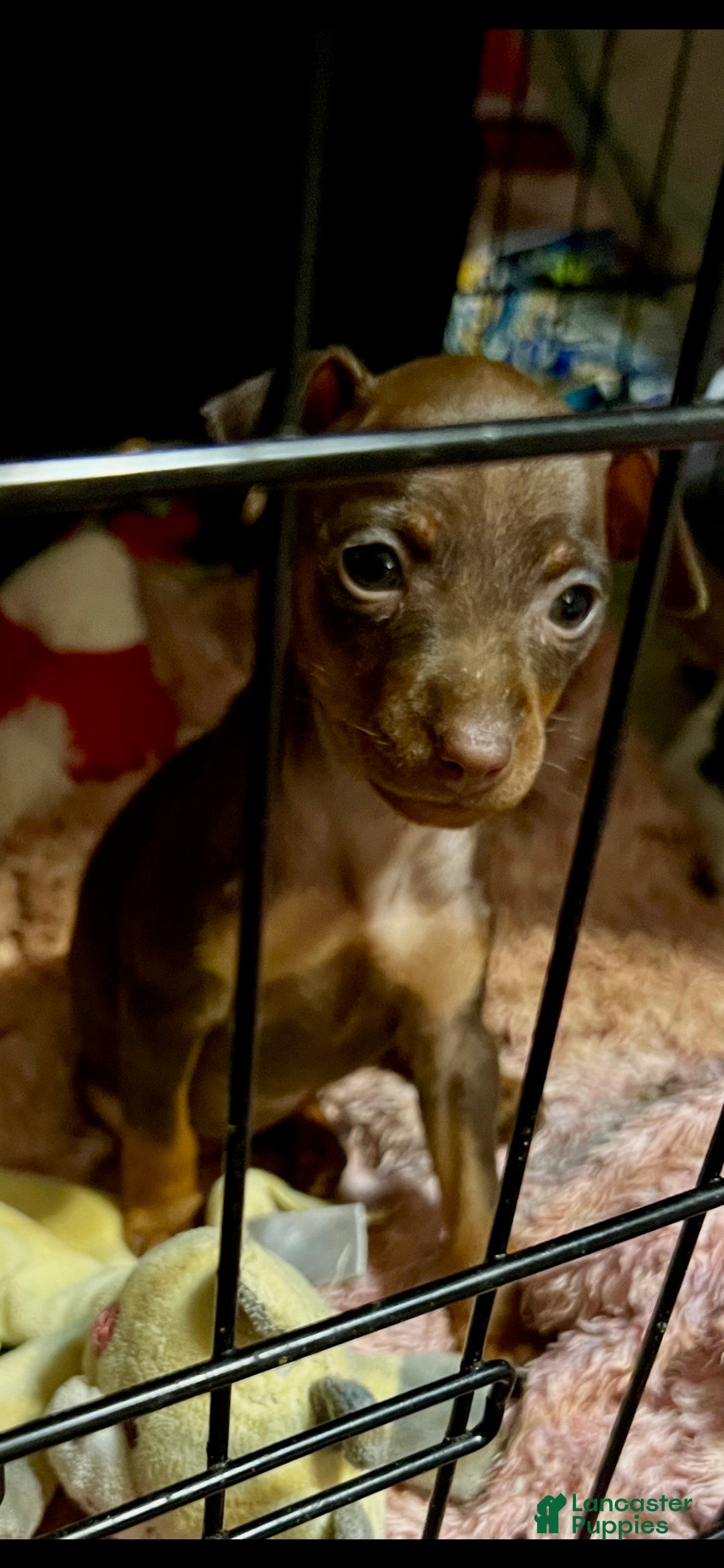 Miniature Pinscher dogs for sale: Ruby - Ad 2