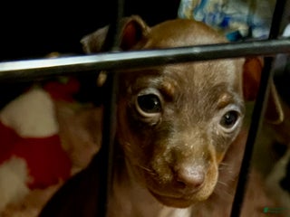Miniature Pinscher dogs Ruby - Ad 13