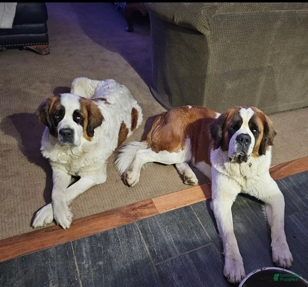 Saint Bernard dogs for sale: Saint Bernard Puppy 1 - Ad 2