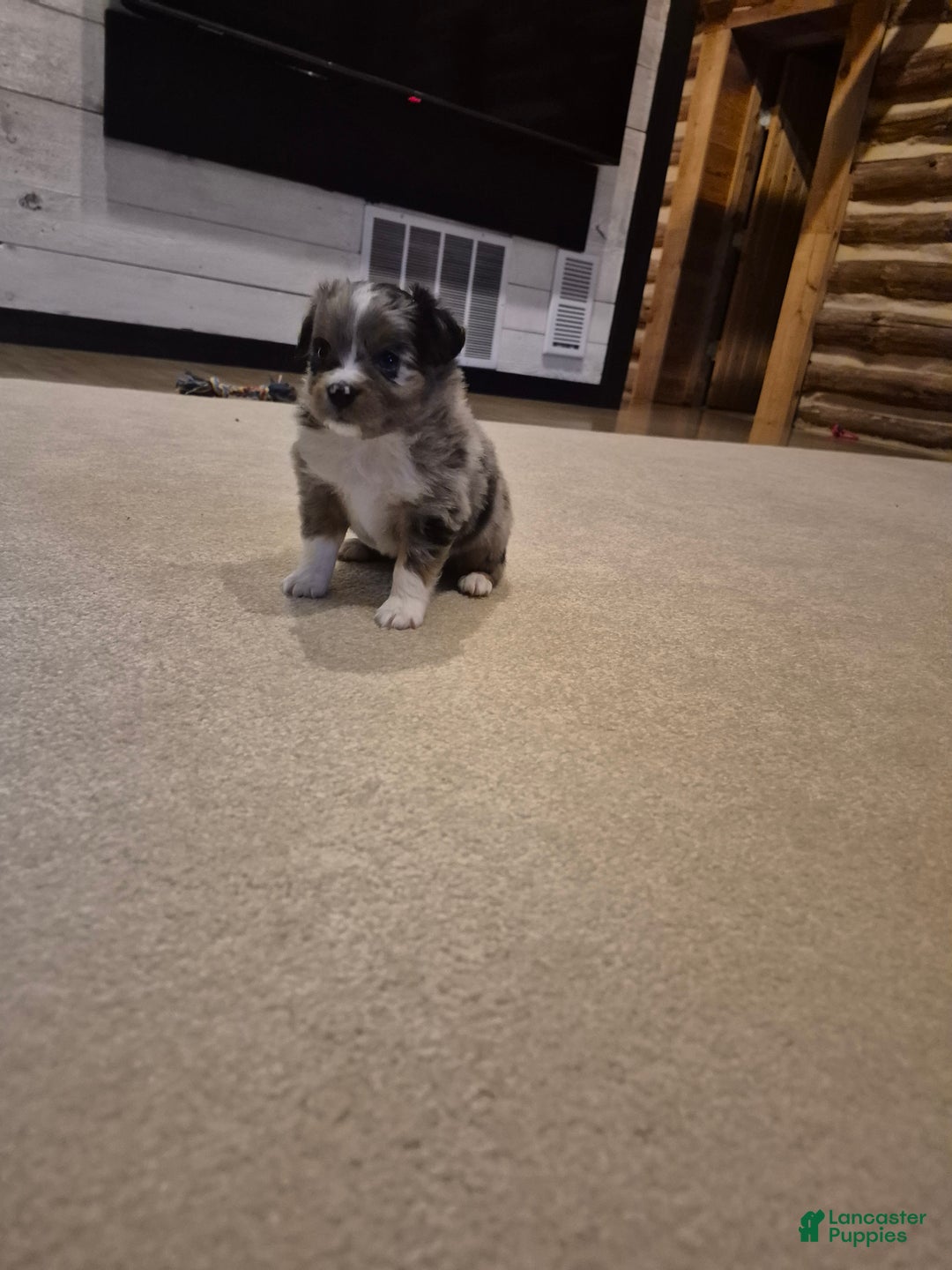 Toy Australian Shepherd dogs for sale: Toy Australian Shepherd Rusty  - Ad 1