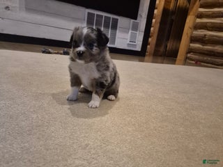 Toy Australian Shepherd dogs for sale: Toy Australian Shepherd Rusty - Ad 2