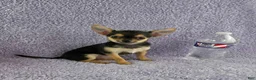Chihuahua dogs for sale: Zoey - Ad 7