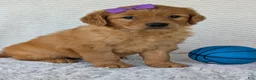 Golden Retriever dogs for sale: Miss Millie  - Ad 5
