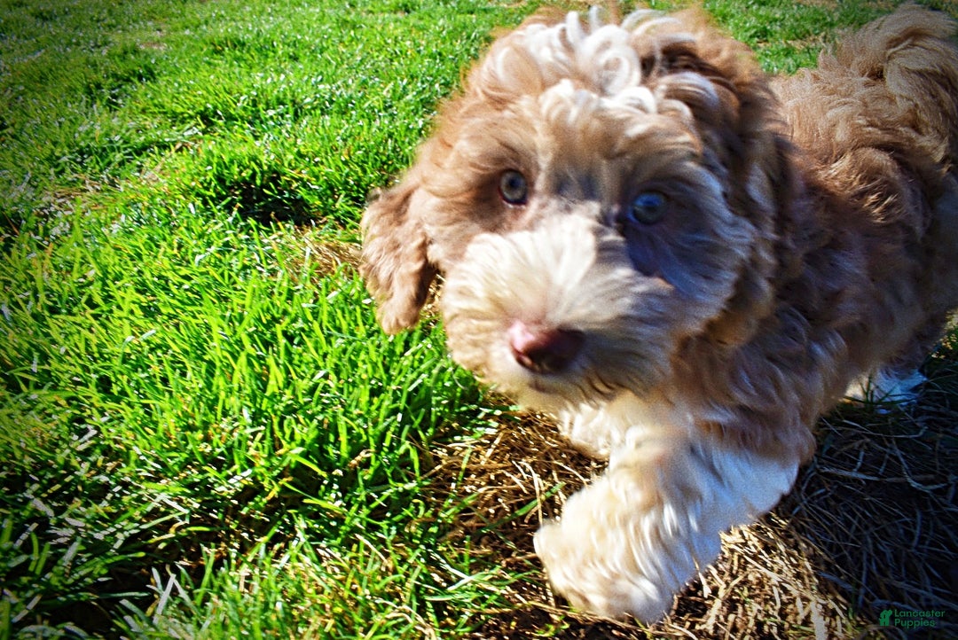 Havapoo dogs for sale: Romeo - Ad 10