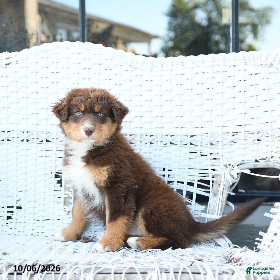 Australian Shepherd dogs Galaxy - Ad 1