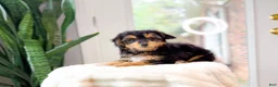 Yorkshire Terrier dogs for sale: Billy - Ad 4
