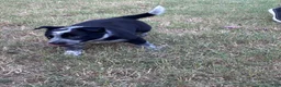 Mixed Breed dogs for sale: Black Collar - Ad 4