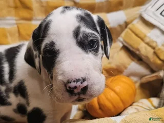 Great Dane dogs Chai - Ad 16