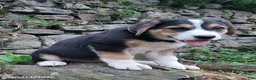 Mixed Breed dogs for sale: Daisy - Ad 1