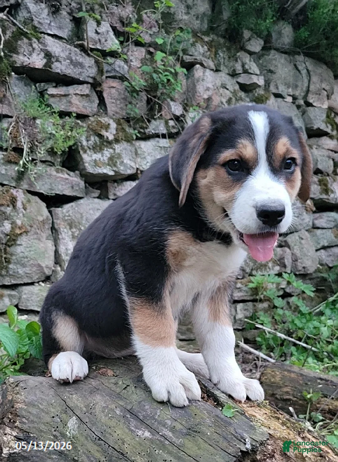 Mixed Breed dogs for sale: Daisy - Ad 1