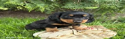 Dachshund dogs for sale: Milo - Ad 2