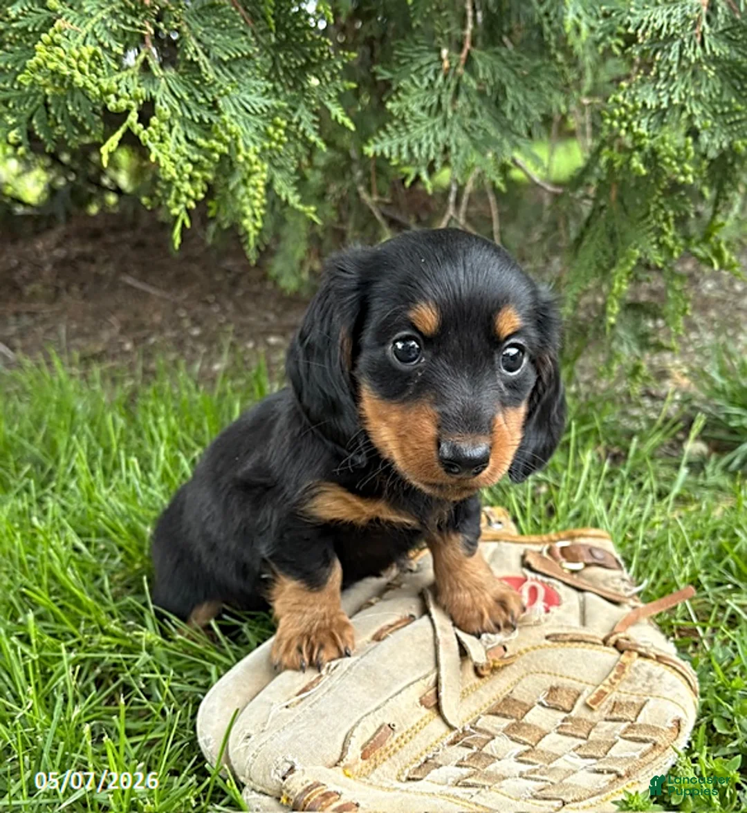 Dachshund dogs for sale: Milo - Ad 2