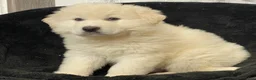 Great Pyrenees dogs for sale: Gorden - Ad 5