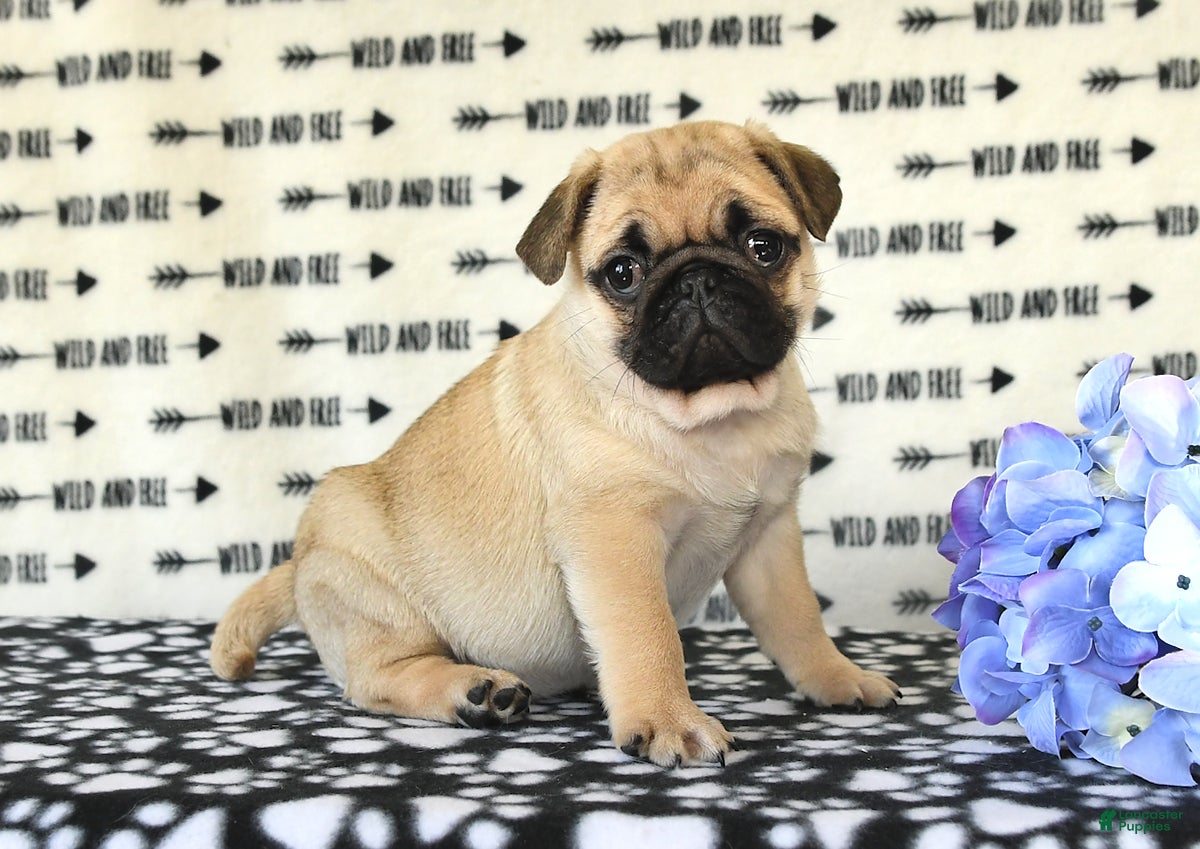 Pug dogs Courtney - Ad 1