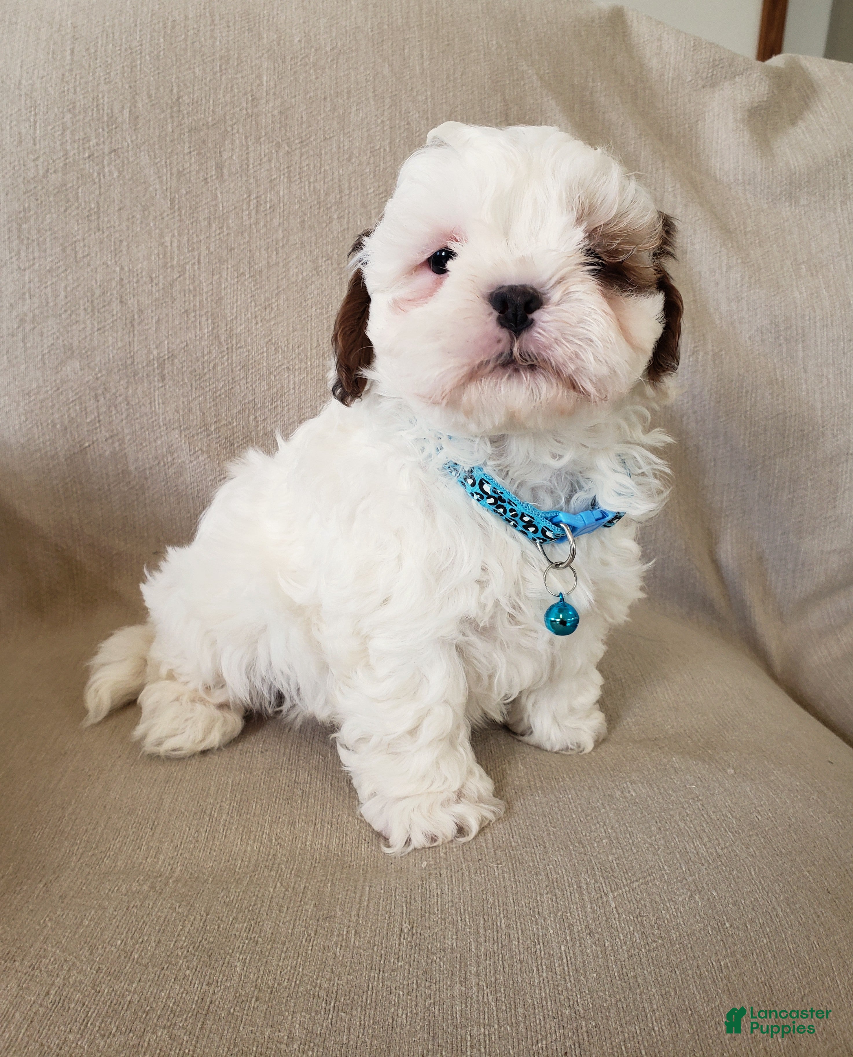 Shihpoo dogs PEANUT - Ad 2