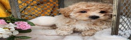 Toy Poodle dogs for sale: Muffin - Ad 2