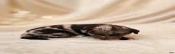 Mixed Breed dogs for sale: Nova - Ad 7