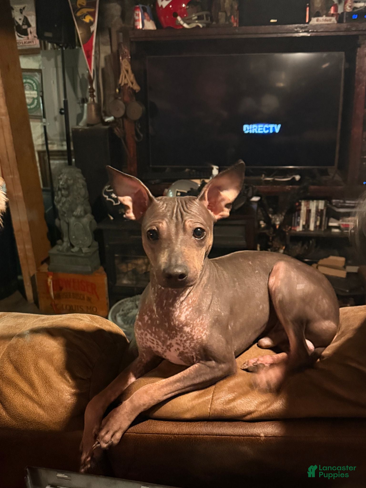 Rat Terrier dogs Rat Terrier 1 - Ad 9